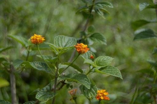 Free Stock Photo of Lantana Camará L.
