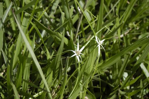 Free Stock Photo of Capim-estrela