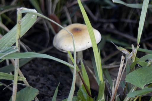 Free Stock Photo of Fungi