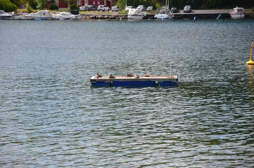 Free Stock Photo of A few ducks in the Tongsbergfjord, are resting