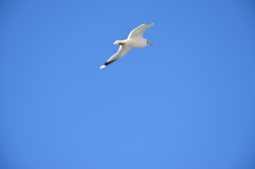 Free Stock Photo of A seagull is flying in the sky