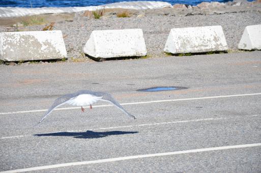 Free Stock Photo of A seagull is landing on a road