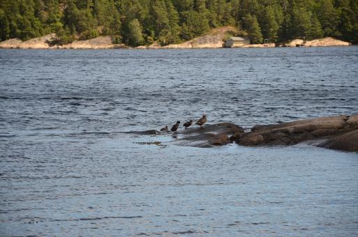 Free Stock Photo of A few ducks in the Tongsbergfjord