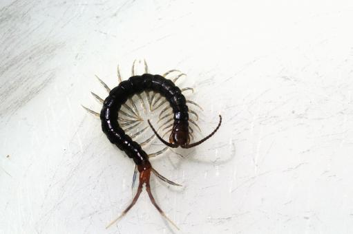 Free Stock Photo of Lacraia (Fam. Scolopendridae)