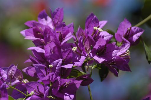 Free Stock Photo of Bougainvillea