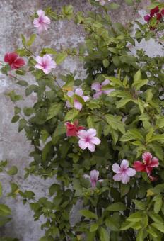 Free Stock Photo of Hibiscus