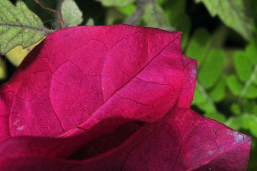 Free Stock Photo of Falsa flor