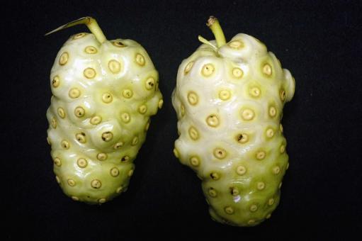 Free Stock Photo of Noni, fruto