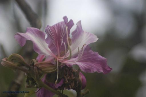 Free Stock Photo of Pata de vaca (flor) 