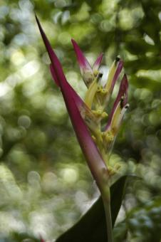 Free Stock Photo of Bananeira-de-jardim