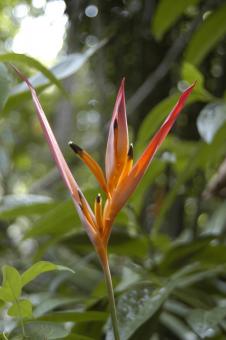 Free Stock Photo of Bananeira-de-jardim