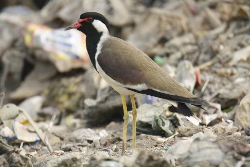 Free Stock Photo of Red wattled Lapwing