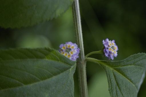 Free Stock Photo of Lippia alba