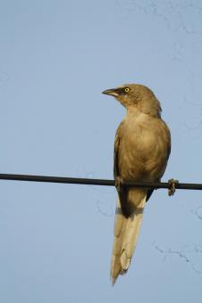 Free Stock Photo of Striated Babbler