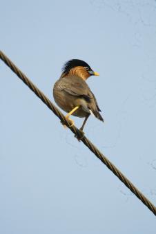Free Stock Photo of brahminy starling