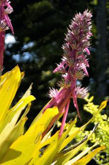 Free Stock Photo of Bromelia