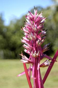 Free Stock Photo of Exotic flower