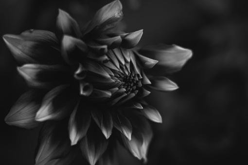Free Stock Photo of Black and White Dalia