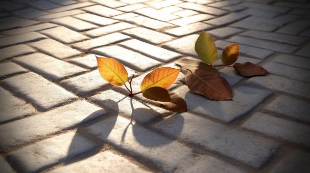 Free Stock Photo of Autumn Softness