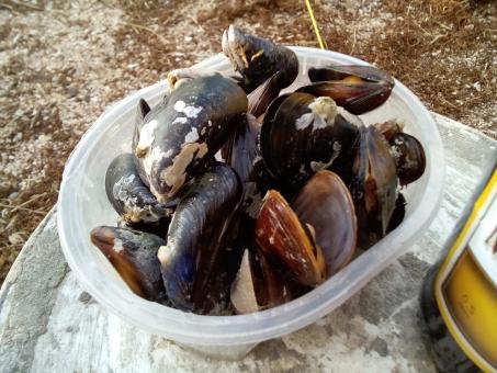 Free Stock Photo of mussels