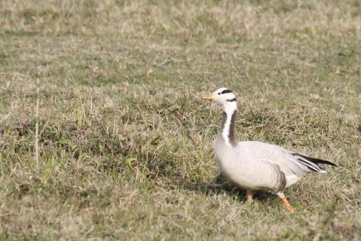Free Stock Photo of Bar headed goose