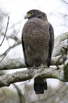 Free Stock Photo of Crested serpent eagle