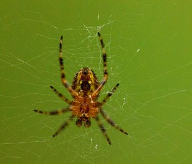 Free Stock Photo of Spider