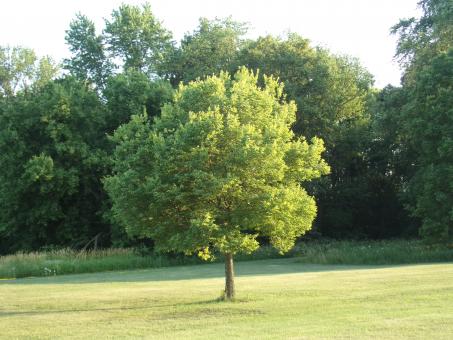 Free Stock Photo of Sunny Day At The Park
