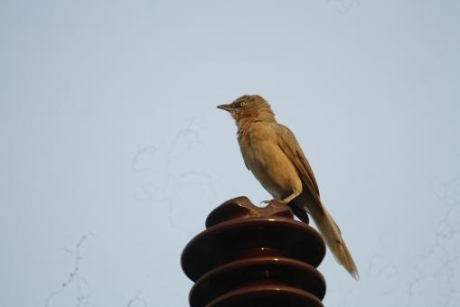 Free Stock Photo of Striated babbler