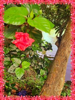 Free Stock Photo of the rose flower plant