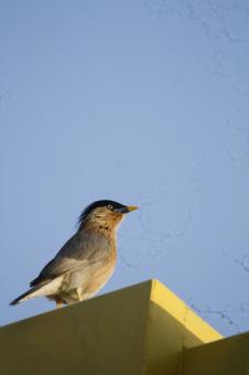 Free Stock Photo of Brahminy starling