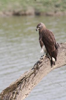 Free Stock Photo of Grey headed fish eagle