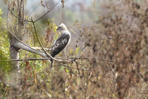 Free Stock Photo of changeable hawk eagle