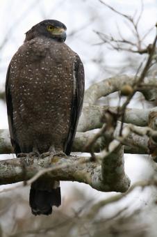 Free Stock Photo of Crested serpent eagle