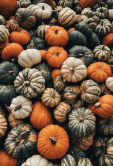 Free Stock Photo of Pumpkin Background