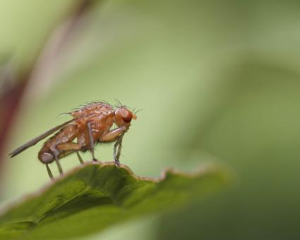 Free Stock Photo of Fly