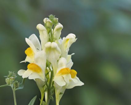 Free Stock Photo of Butter and eggs flower