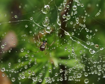 Free Stock Photo of Rain drops on a spider web