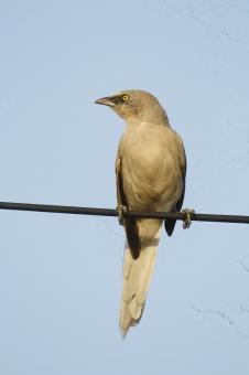 Free Stock Photo of Large grey babbler