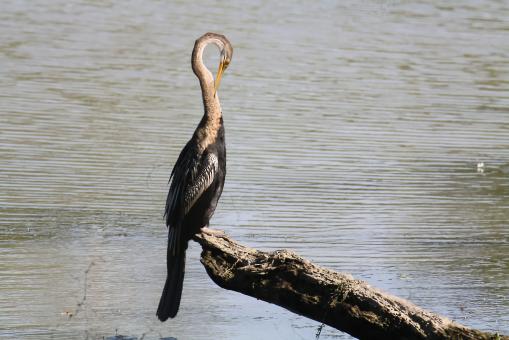 Free Stock Photo of Darter