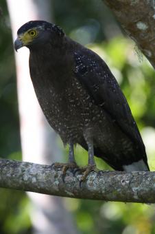 Free Stock Photo of Crested serpent eagle