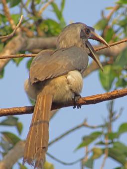 Free Stock Photo of Indian grey hornbill