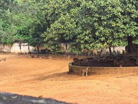 Free Stock Photo of Three deer standing at the zoo