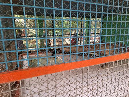 Free Stock Photo of snake cage in the zoo
