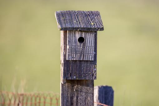 Free Stock Photo of Bird house