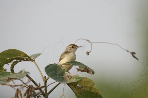 Free Stock Photo of Plain prinia
