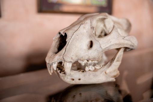 Free Stock Photo of Animal skull