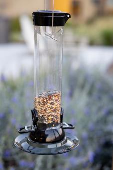 Free Stock Photo of Bird feeder
