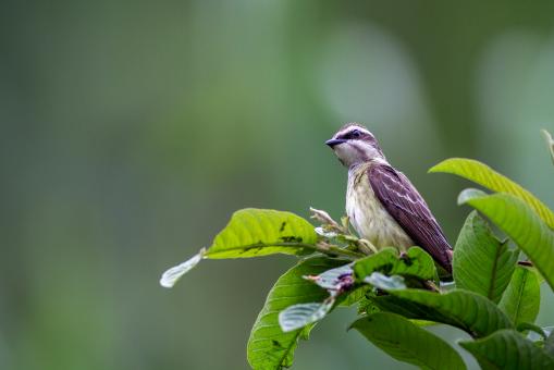 Free Stock Photo of Perched bird