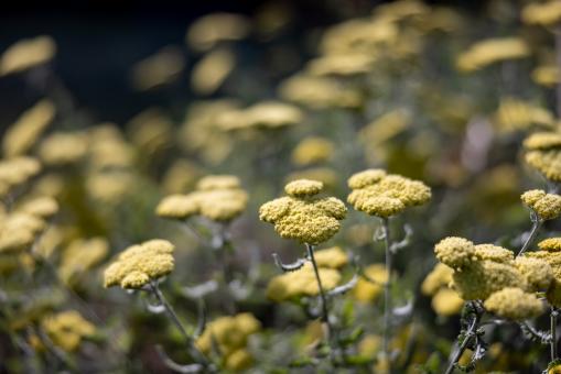 Free Stock Photo of Wild flowers
